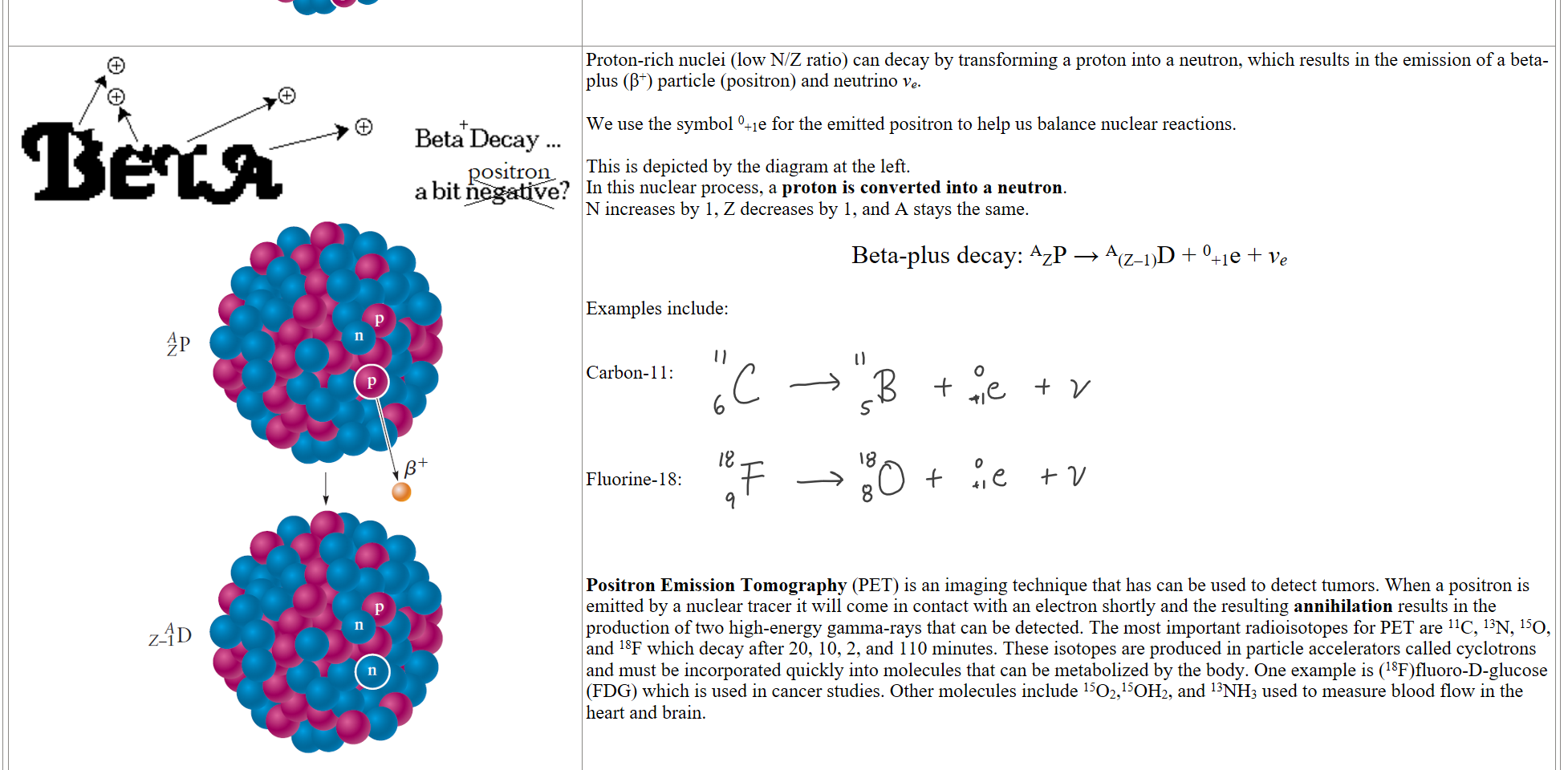 Untitled picture.png 

Untitled picture.png Machine generated alternative text:
Betra 
Beta Decay ... 
positron 
a bit 
Untitled picture.png Machine generated alternative text:
z-ID 
Proton-rich nuclei (low N/Z ratio) can decay by transforming a proton into a neutron, which results in the emission of a beta-plus (β+) particle (positron) and neutrino νe.

We use the symbol 0+1e for the emitted positron to help us balance nuclear reactions.

This is depicted by the diagram at the left. 
In this nuclear process, a proton is converted into a neutron. 
N increases by 1, Z decreases by 1, and A stays the same.

Beta-plus decay: AZP → A(Z–1)D + 0+1e + νe

Examples include:


Carbon-11:




Fluorine-18:




Positron Emission Tomography (PET) is an imaging technique that has can be used to detect tumors. When a positron is emitted by a nuclear tracer it will come in contact with an electron shortly and the resulting annihilation results in the production of two high-energy gamma-rays that can be detected. The most important radioisotopes for PET are 11C, 13N, 15O, and 18F which decay after 20, 10, 2, and 110 minutes. These isotopes are produced in particle accelerators called cyclotrons and must be incorporated quickly into molecules that can be metabolized by the body. One example is (18F)fluoro-D-glucose (FDG) which is used in cancer studies. Other molecules include 15O2,15OH2, and 13NH3 used to measure blood flow in the heart and brain. 
Ink Drawings
Ink Drawings
Ink Drawings
Ink Drawings
Ink Drawings
Ink Drawings
Ink Drawings
Ink Drawings
Ink Drawings
Ink Drawings
Ink Drawings
Ink Drawings
Ink Drawings
Ink Drawings
Ink Drawings
Ink Drawings
Ink Drawings
Ink Drawings
Ink Drawings
Ink Drawings
Ink Drawings
Ink Drawings
Ink Drawings
Ink Drawings
Ink Drawings
Ink Drawings
Ink Drawings
Ink Drawings
Ink Drawings
Ink Drawings
Ink Drawings
Ink Drawings
Ink Drawings
Ink Drawings
Ink Drawings
Ink Drawings
Ink Drawings
Ink Drawings
Ink Drawings
Ink Drawings
Ink Drawings
Ink Drawings
Ink Drawings
Ink Drawings
Ink Drawings
Ink Drawings
Ink Drawings
Ink Drawings
Ink Drawings
