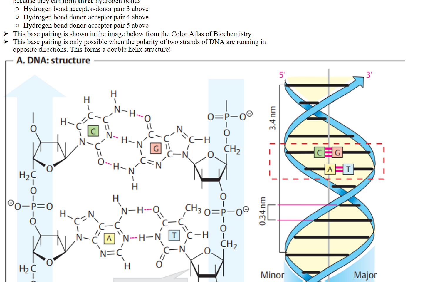 The left side of Guanine in the above image will base pair with the left side of Cytosine because they can form three hydrogen bonds
Hydrogen bond acceptor-donor pair 3 above
Hydrogen bond donor-acceptor pair 4 above
Hydrogen bond donor-acceptor pair 5 above
This base pairing is shown in the image below from the Color Atlas of Biochemistry
This base pairing is only possible when the polarity of two strands of DNA are running in opposite directions. This forms a double helix structure!
Untitled picture.png Machine generated alternative text:
— A. DNA: structure 
1. Formula 
CH3 0 
o 
CH20H 
CH2 
CH2 
Minor 
groove 
2. Double strand 
Major 
groove 
OH 
2'-deoxy- 
D-ribose 
